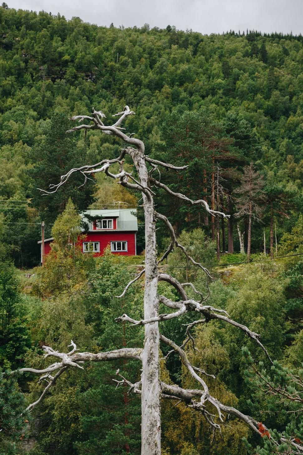 Forest House Detail 2